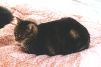 2001 Selene cat photo